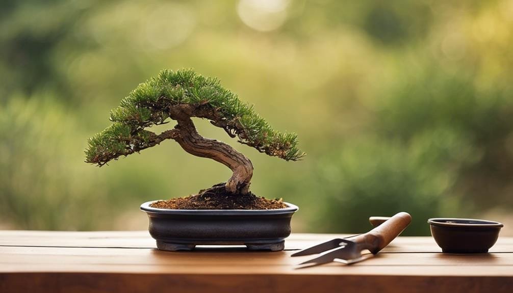 guide to bonsai basics