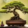 guided bonsai growth plan