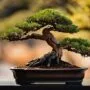 highlighting miniature tree details