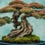 ideal species for bonsai