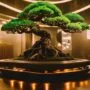immersive bonsai tree exploration