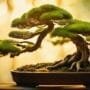 improving bonsai tree roots