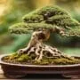 improving bonsai tree roots