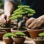 learn bonsai basics hands on