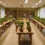 learn bonsai from experts