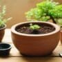 learn bonsai tree care