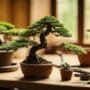 learn bonsai with videos