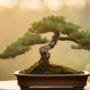 light accentuates bonsai beauty