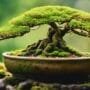maintain healthy bonsai soil