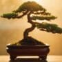 maintaining humidity for bonsai