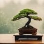 maintaining optimal humid environments
