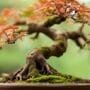 managing bonsai fungal infections