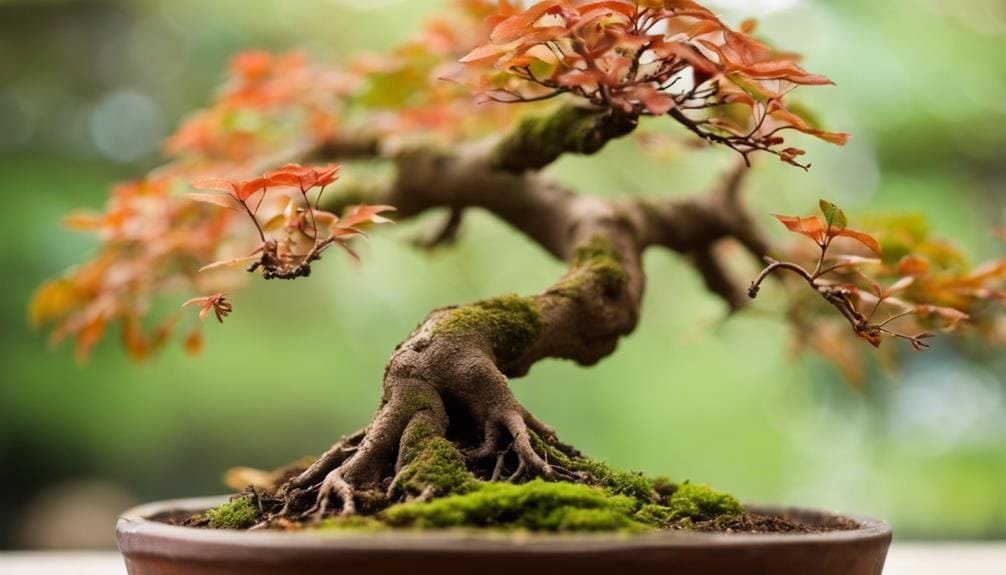 managing bonsai fungal infections