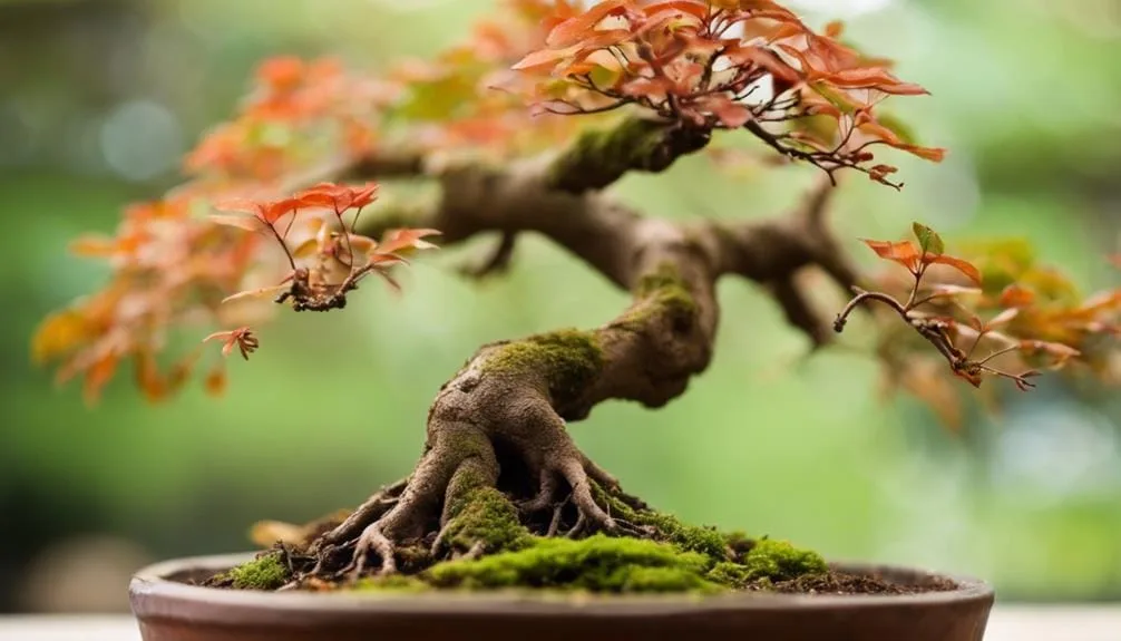 managing bonsai fungal infections