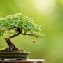 managing tiny tree pests