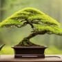 mastering bonsai art form