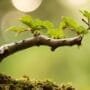 mastering bonsai branch splitting