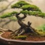 mastering bonsai crisis management