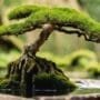 mastering bonsai root techniques