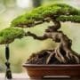 mastering bonsai tree care