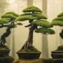 mastering bonsai tree design