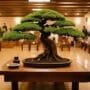mastering bonsai with guidance
