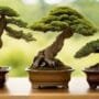 matching trees to styles