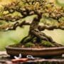 mending bonsai tree wounds