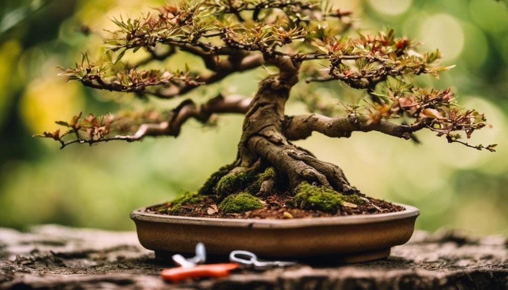 mending bonsai tree wounds