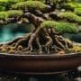 microbes support tree growth