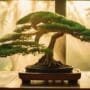mimic tropical climate indoors