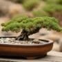 miniature landscapes in harmony