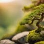 miniature tree landscape art