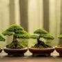 miniature trees for aesthetics