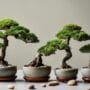 miniature trees for spaces