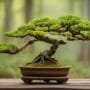 miniature trees in containers