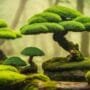 miniature trees of japan