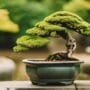 mistakes to avoid bonsai