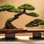 modern bonsai display ideas
