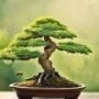 natural bonsai care methods