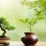natural bonsai tree care
