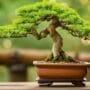 natural methods for bonsai