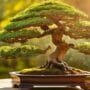 nature s balance in harmony