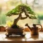 nurturing your bonsai tree