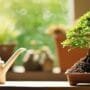 nutrients for mini trees
