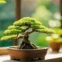 optimal bonsai tree placement