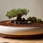 optimal mix for bonsai