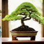 optimal soil for bonsai