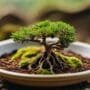 optimal soil for bonsai