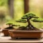 optimal soil for bonsai